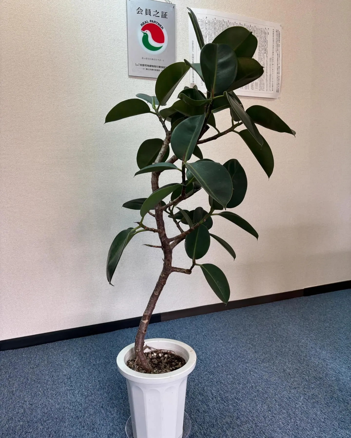 新しい観葉植物を購入しました🪴